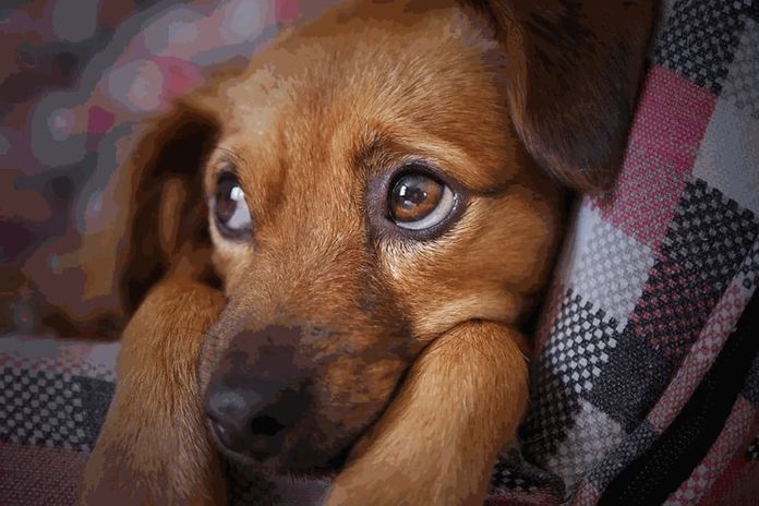 Si Dice Di Animali Che Piacciono Poco
