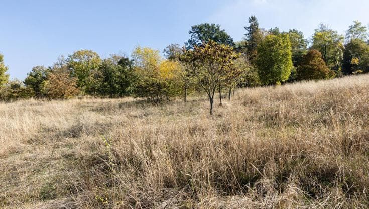 Erba alta per tutelare la biodiversità al parco Baden Powell. "Aree interdette ai cani”