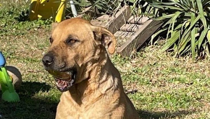 Salento, cane con una lattina di tonno incastrata in bocca da giorni, ma nessuno riesce a fermarlo per rimuoverla