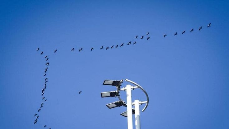 Cicogne in formazione in volo nel cielo blu sopra Torino