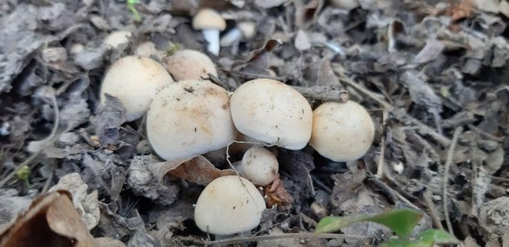 Funghi prugnoli in appennino, il regalo di primavera - Foto 