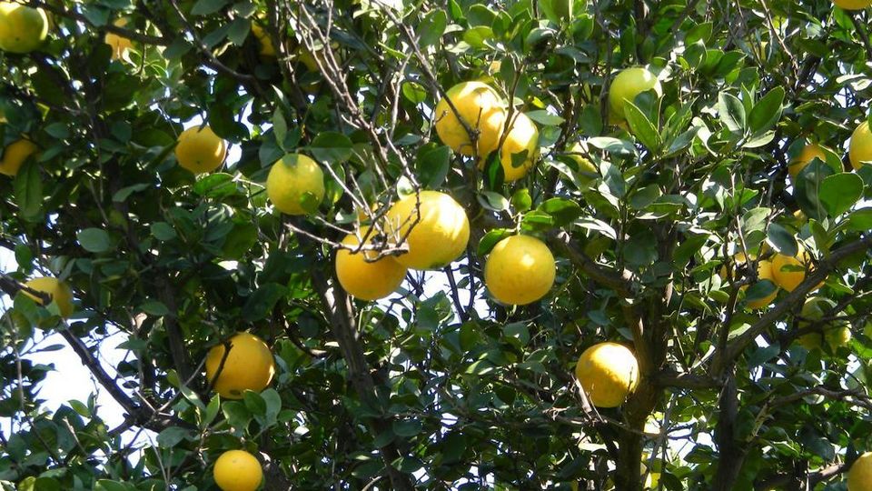 Sudafrica Il Piccolo Aranceto Da Salvare La Stampa