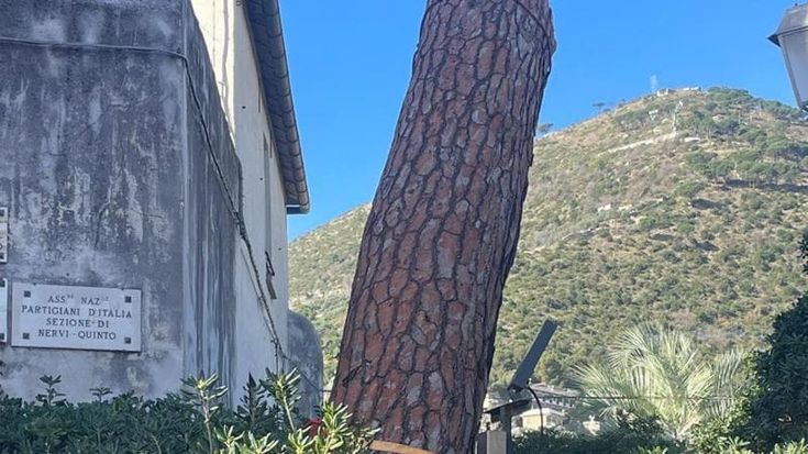 Nervi, abbattuto l'ultimo tronco del pino pericolante.
