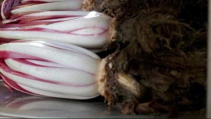 L'amara bontà del radicchio