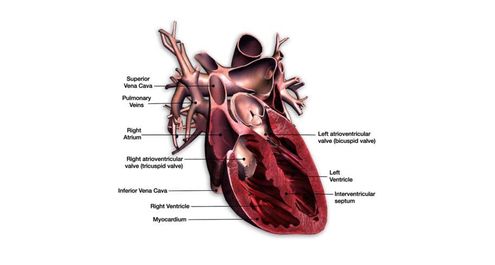 Come Si Chiama La Contrazione Del Cuore