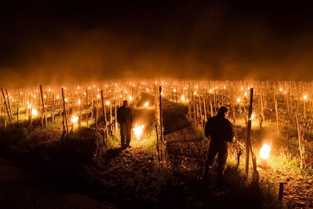 Svizzera, candele per riscaldare l'uva: il rimedio è suggestivo
