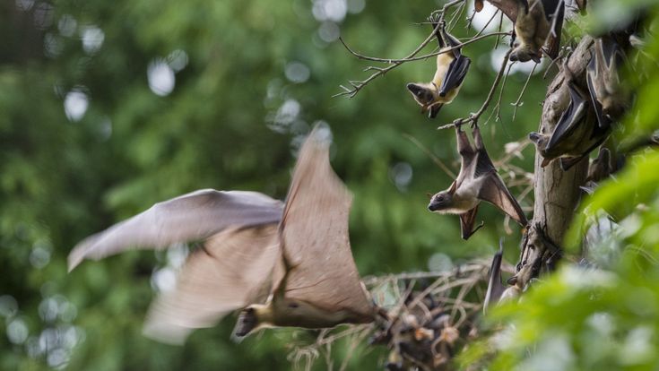 L'ecologo Olivan: la mia vita a caccia di virus studiando i pipistrelli