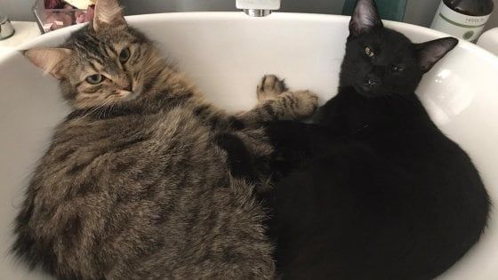 Roma, rubati i gatti dell’ attrice: "Forse vogliono il riscatto"