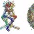 A Dubochet, Frank e Henderson il Nobel per la Chimica 2017