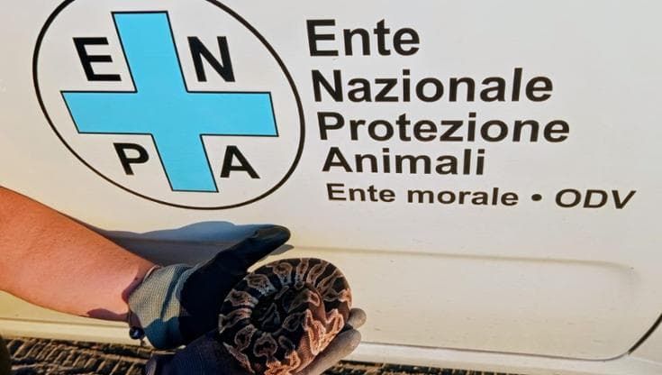 Un pitone reale trovato a Castel Volturno: "Era abbandonato in un sacchetto"
