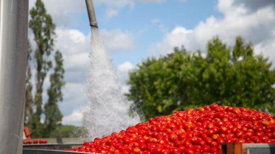 Pomodoro, a Parma sos dei coltivatori: "Produzione insostenibile"