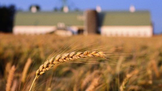 Ventimila ettari e mille aziende coinvolte: Barilla rilancia il patto del grano in Emilia-Romagna