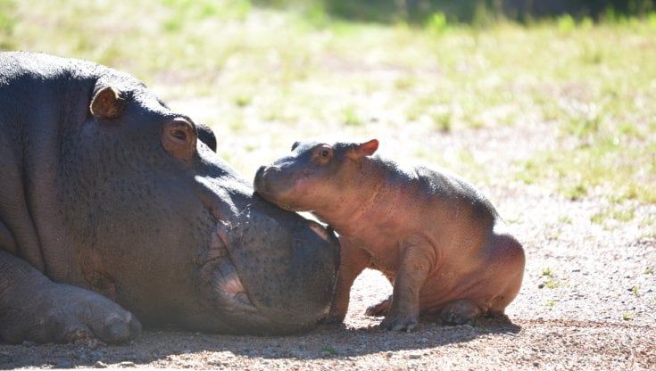 Tre settimane di vita e 80 chili di peso: il cucciolo di ippopotamo del parco delle Cornelle in cerca di un nome