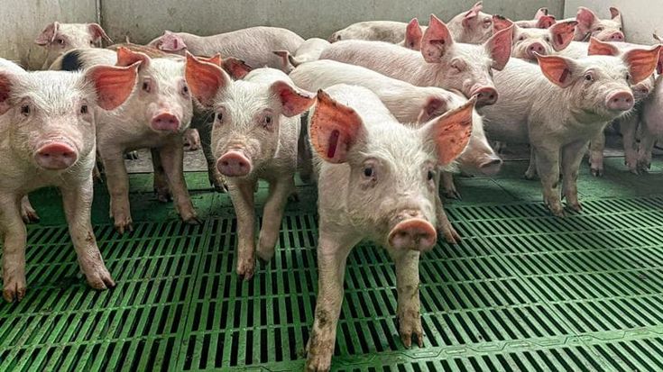 Spagna, focolaio di peste suina africana in Catalogna. Allarme export per lo jamon iberico