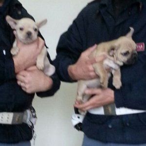 Firenze, due cuccioli di Bulldog salvati dalla polizia