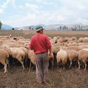 Unesco, l'Italia candida la transumanza a patrimonio culturale dell'umanità