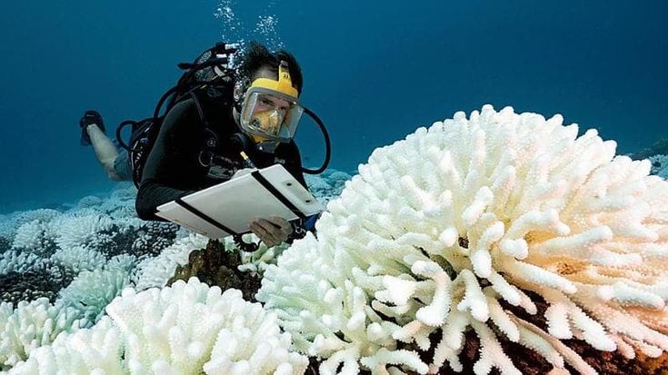 Addio corallo rosso: il caldo degli oceani ha sbiancato i fondali
