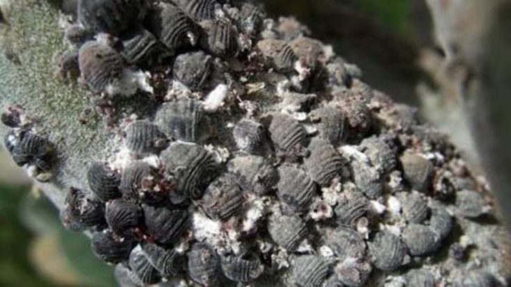 Usa, coloranti alimentari dannosi: si prova a farli con gli insetti. Cocciniglia per il rosa Barbie