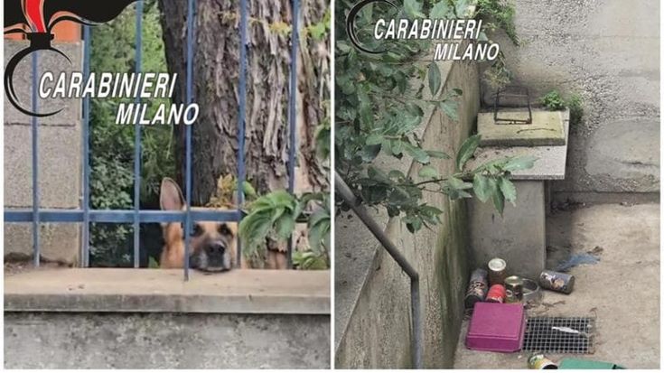 Parte per il Marocco con la famiglia e lascia il cane chiuso in cortile per settimane: denunciato