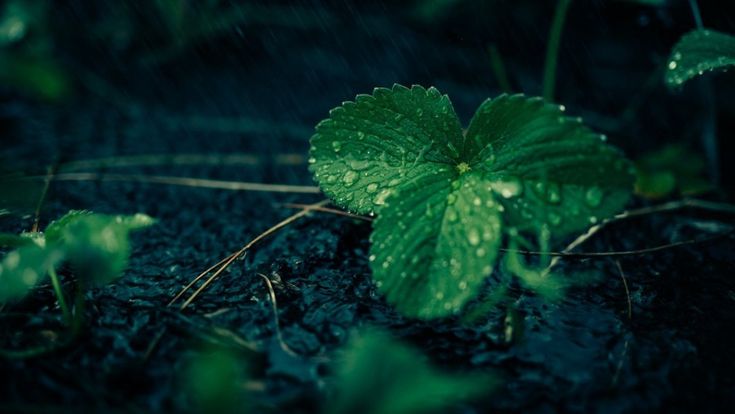 Anche le piante soffrono, fotografato il loro dolore