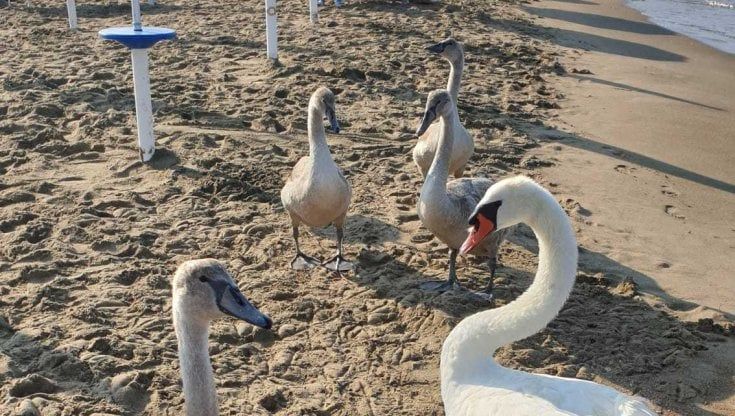 Famiglia di cigni in spiaggia a Latina, bagnanti si mobilitano per salvare un animale ferito da una lenza