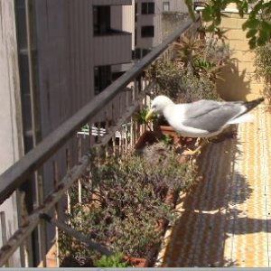 "Animale a chi": un gabbiano per amico