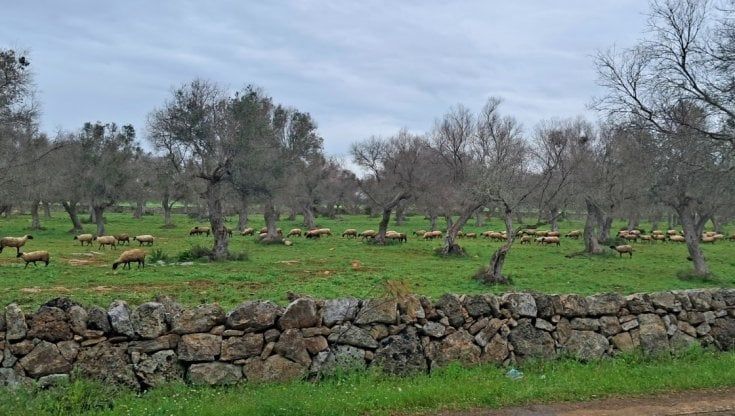 Salento, gregge colpito dai lupi a Porto Selvaggio: uccisi settanta esemplari. È il primo assalto di questa portata