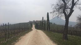 Coronavirus, giorno 1. "Raziono lo shampoo e vado in vigna, dove mi cacciano"