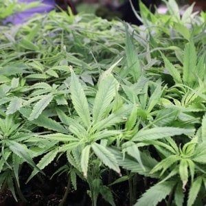 Cannabis, arriva la direttiva di Salvini: stretta sui requisiti e più controlli, ma nessuna chiusura