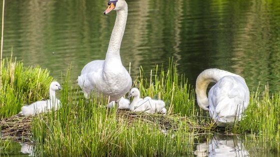 Uccidono un cigno: tre studenti danesi in gita denunciati dal loro professore