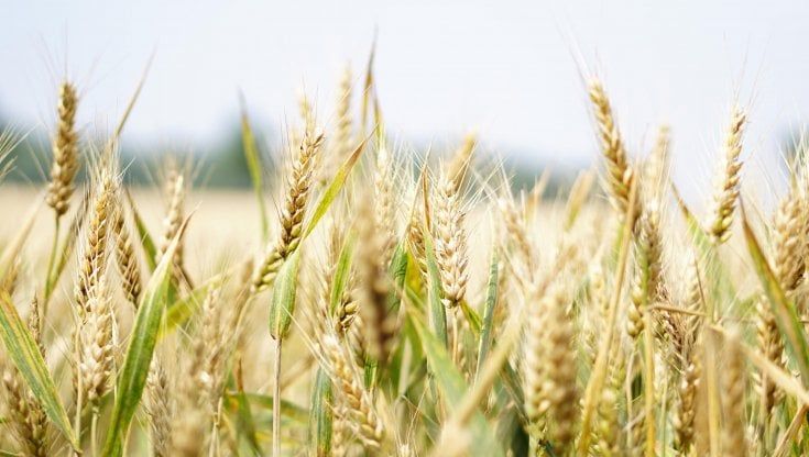 Grano, Cia e Italmopa siglano un protocollo per costruire una “filiera bio equa italiana”
