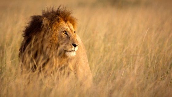 Giornata mondiale del leone, ma il re della savana è a rischio