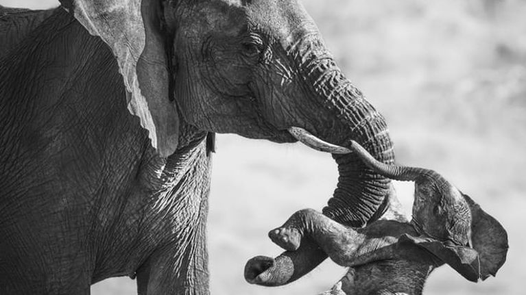 Wildlife Photographer of the Year, il vincitore italiano: “Quanto dolore in quella foto”