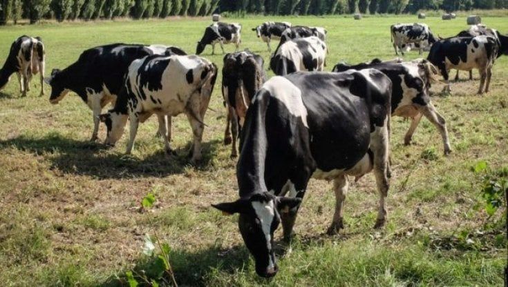 In Liguria autunno mai finito e l’inverno non arriva. Per le aziende agricole è bollettino di guerra