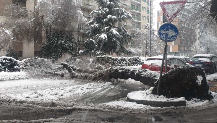 Milano sotto la neve, gli interventi per gli alberi caduti