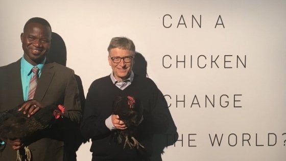 Africa, polli contro la povertà: la nuova sfida di Bill Gates