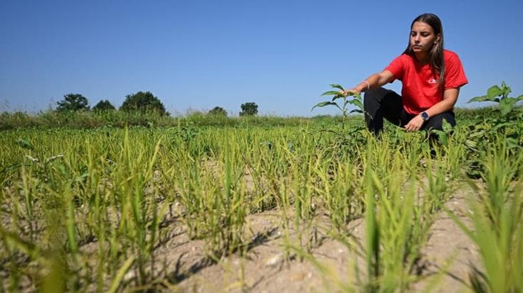 Riso, pomodori e grano. Il made in Italy a tavola bruciato dal grande caldo