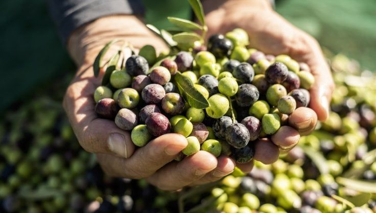 La Dieta mediterranea millenaria e l'elisir di lunga vita 