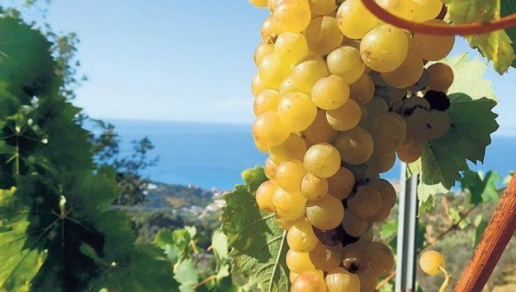 Il Moscatello di Taggia, quell'uva amata da papi e principi che fa impazzire gli chef