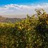 La cantina Ratti e la voglia di raccontare l’essenza del Barolo