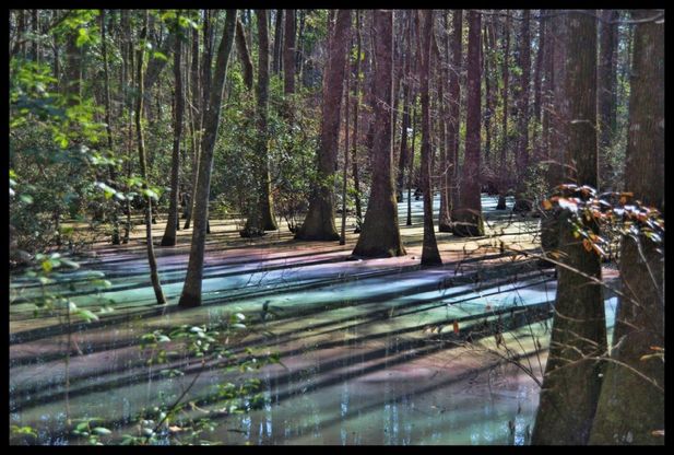 Florida, acque arcobaleno: la palude è psichedelica
