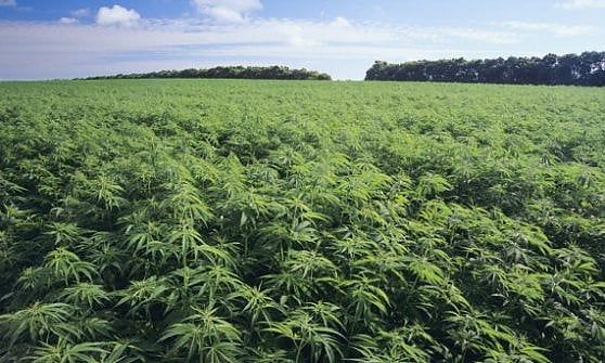 Liguria, coltivazioni di canapa nelle zone a rischio idrogeologico