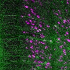 Dalla paura al sesso, ecco come il cervello soffoca gli istinti