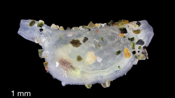 Scoperta nel mare di Napoli una nuova specie animale: “Icona dell’arte di arrangiarsi”