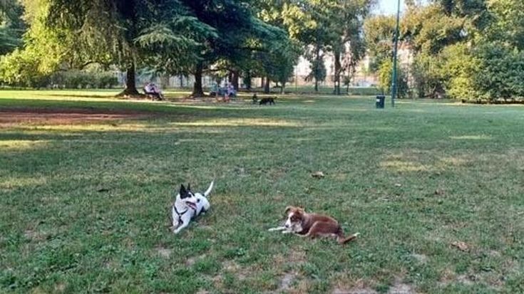 Nell’oasi del Sempione la zona franca per i cani diventa il forum dei padroni