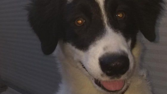 Livorno, cercano casa due cuccioli persi o abbandonati