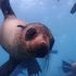 Australia, le otarie stanno scomparendo dall’isola di Deen Maar per l’inquinamento
