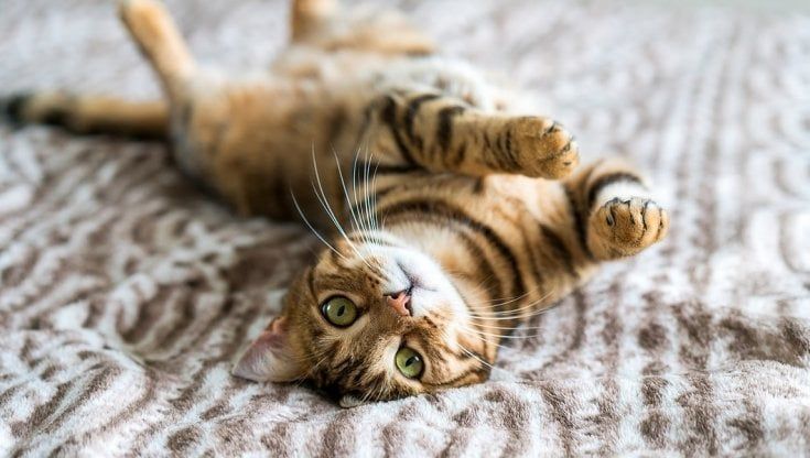 E' la festa dei gatti. E Robinson li celebra nelle sue pagine