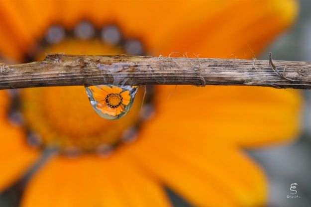Petali e fiori riflessi in una goccia d'acqua