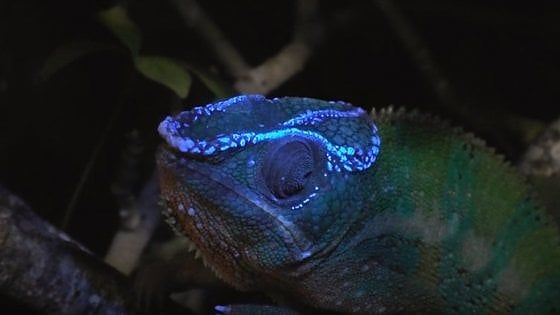 Il segreto del camaleonte: diventa fluorescente sotto la luce ultravioletta